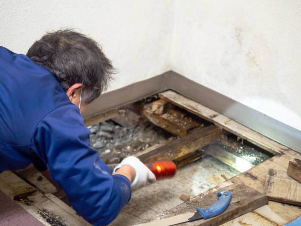Best Emergency Mold Removal  in Larkspur, CA