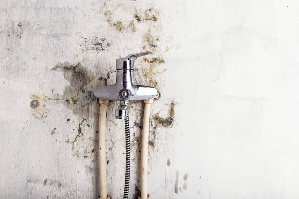 Mold Removal and Inspection in Larkspur, CA