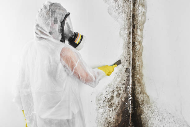 Best Mold Testing  in Larkspur, CA