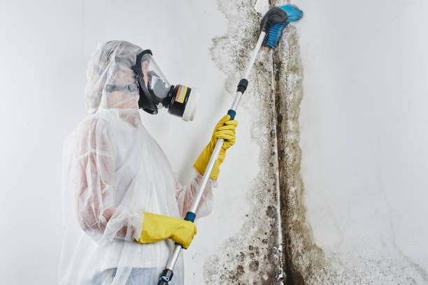 Best Same-Day Mold Removal  in Larkspur, CA