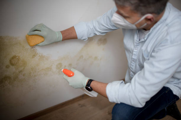Trusted Larkspur, CA Mold Removal Experts