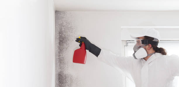 Certified Mold Removal in Larkspur, CA