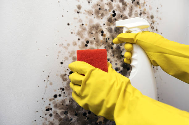 Best Best Mold Removal Companies  in Larkspur, CA