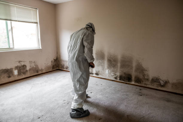 Best Residential Mold Removal  in Larkspur, CA