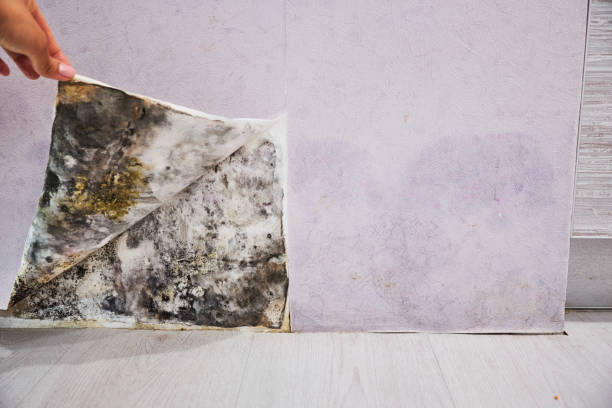 Best Best Mold Removal Companies  in Larkspur, CA